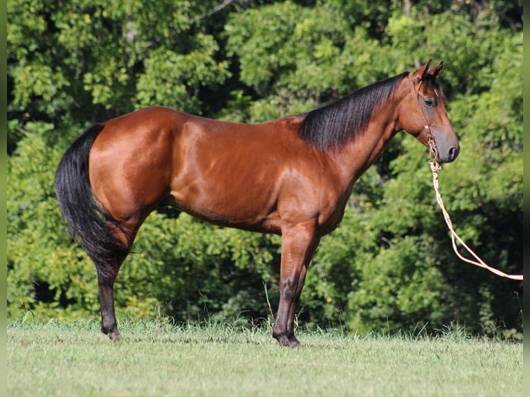 American Quarter Horse Ruin 7 Jaar Roodbruin in Somerset KY