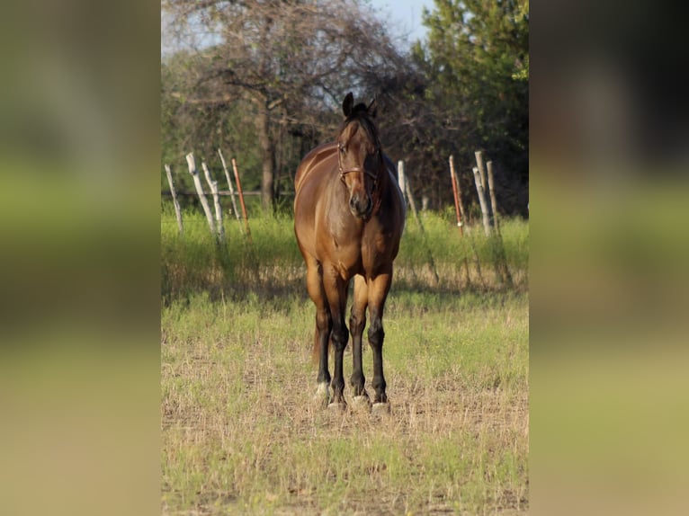 American Quarter Horse Ruin 7 Jaar Roodbruin in Stephenville TX