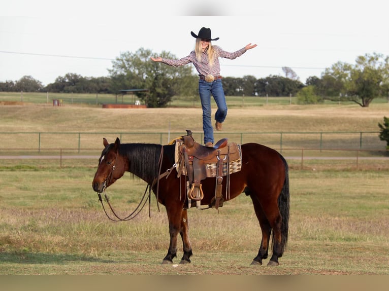 American Quarter Horse Ruin 7 Jaar Roodbruin in Joshua TX