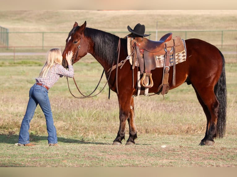 American Quarter Horse Ruin 7 Jaar Roodbruin in Joshua TX