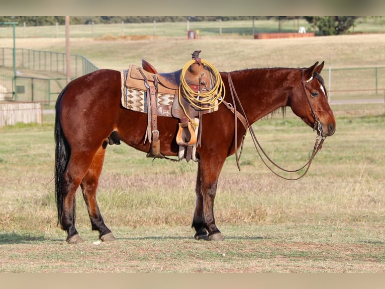 American Quarter Horse Ruin 7 Jaar Roodbruin in Joshua TX