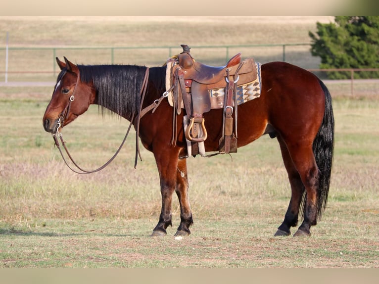 American Quarter Horse Ruin 7 Jaar Roodbruin in Joshua TX