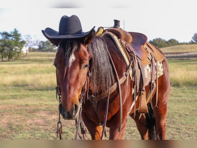 American Quarter Horse Ruin 7 Jaar Roodbruin in Joshua TX