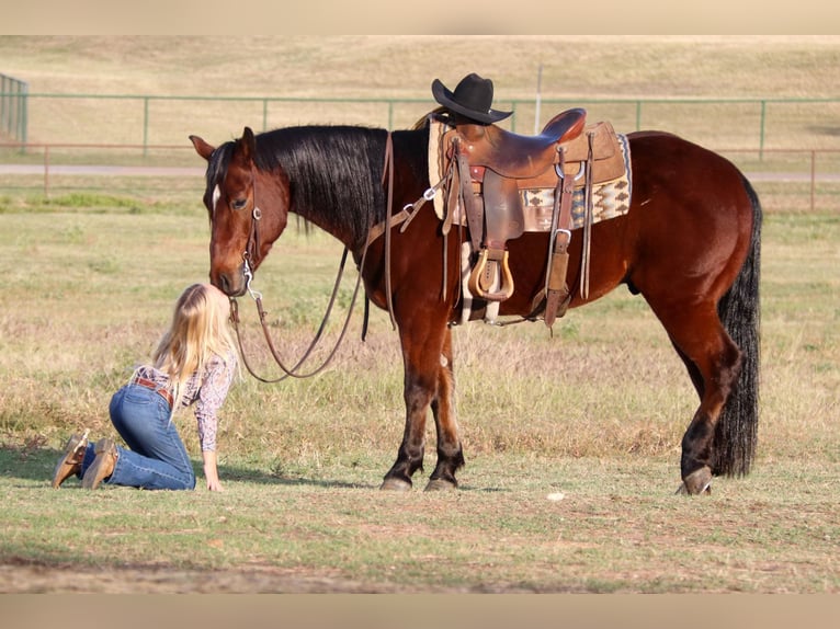 American Quarter Horse Ruin 7 Jaar Roodbruin in Joshua TX