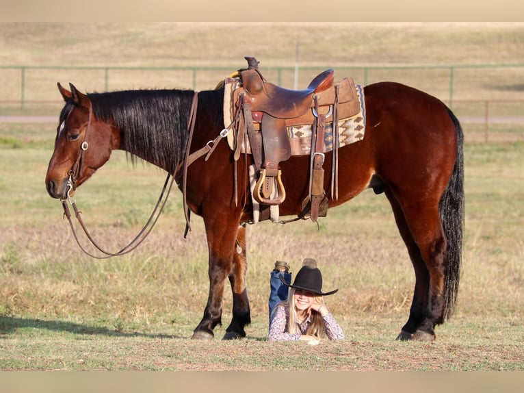 American Quarter Horse Ruin 7 Jaar Roodbruin in Joshua TX