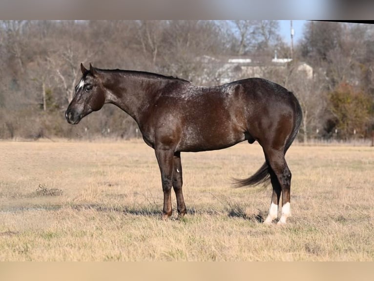 American Quarter Horse Ruin 7 Jaar Roodbruin in Waco TX