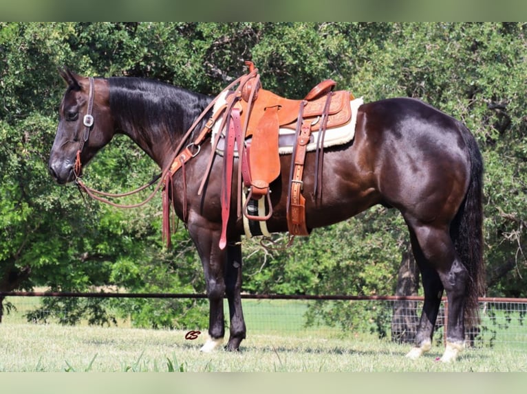 American Quarter Horse Ruin 7 Jaar Roodbruin in jacksboro TX