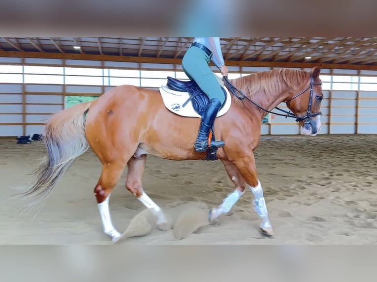 American Quarter Horse Ruin 7 Jaar Roodvos in Henderson