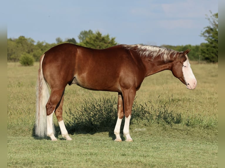 American Quarter Horse Ruin 7 Jaar Roodvos in Buffalo
