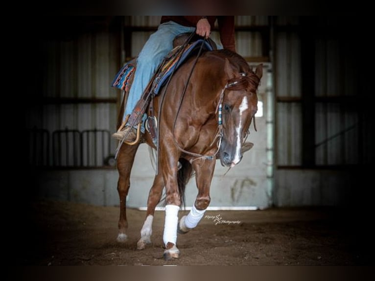 American Quarter Horse Ruin 7 Jaar Roodvos in Sedalia