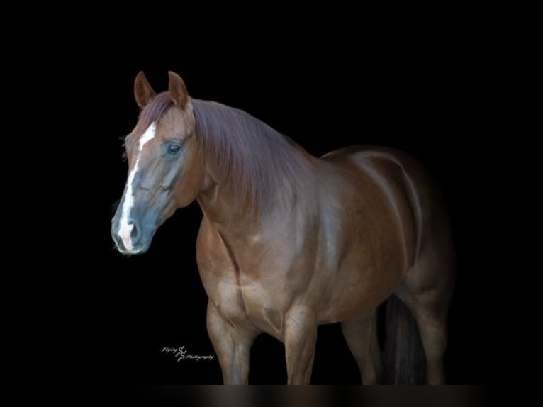 American Quarter Horse Ruin 7 Jaar Roodvos in Sedalia
