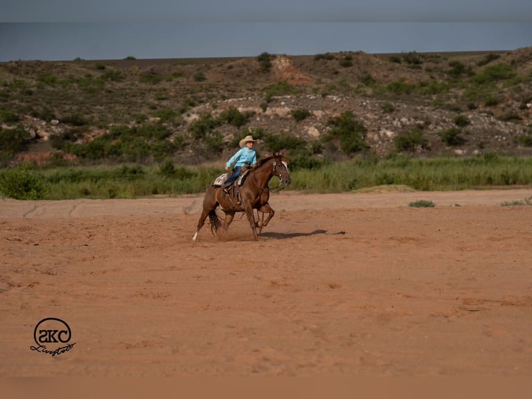 American Quarter Horse Ruin 7 Jaar Roodvos in Canyon