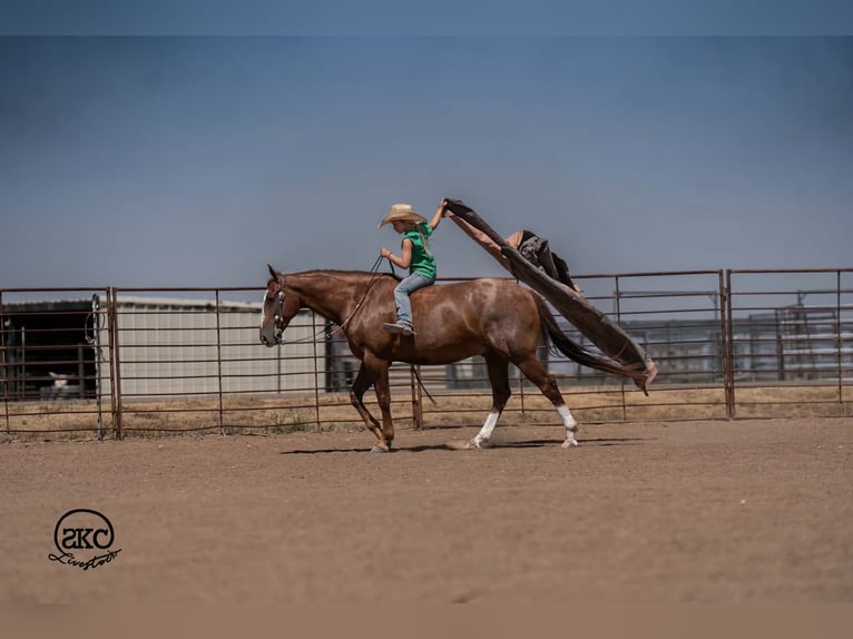 American Quarter Horse Ruin 7 Jaar Roodvos in Canyon