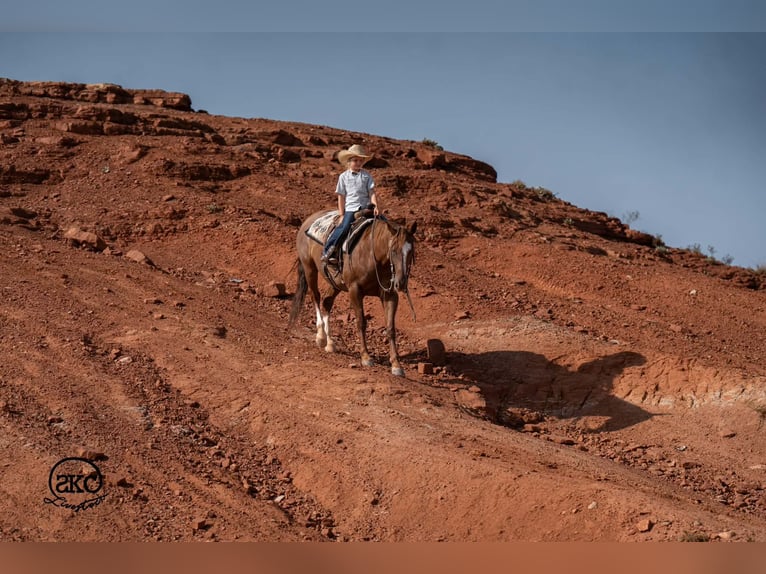 American Quarter Horse Ruin 7 Jaar Roodvos in Canyon