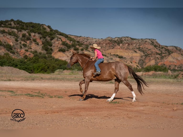 American Quarter Horse Ruin 7 Jaar Roodvos in Canyon