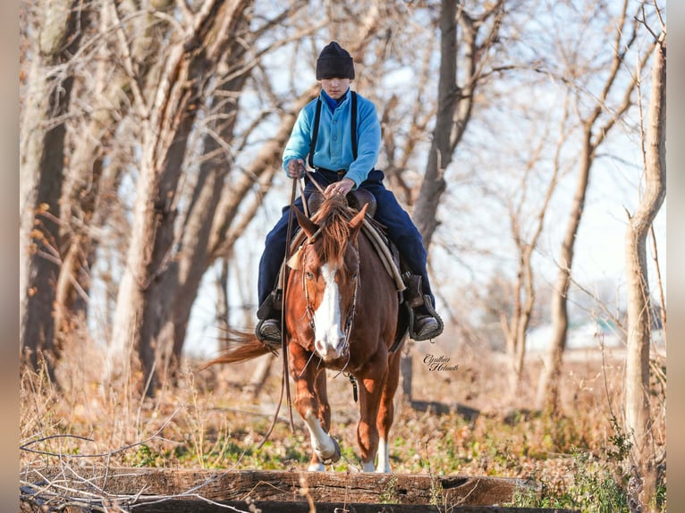 American Quarter Horse Ruin 7 Jaar Roodvos in Independence