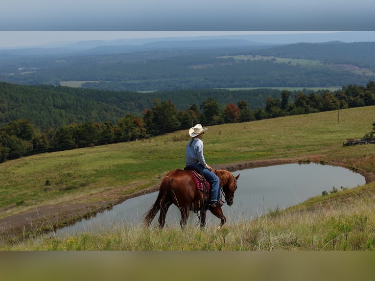 American Quarter Horse Ruin 7 Jaar Roodvos in Quitman