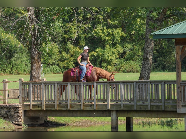 American Quarter Horse Ruin 7 Jaar Roodvos in Quitman