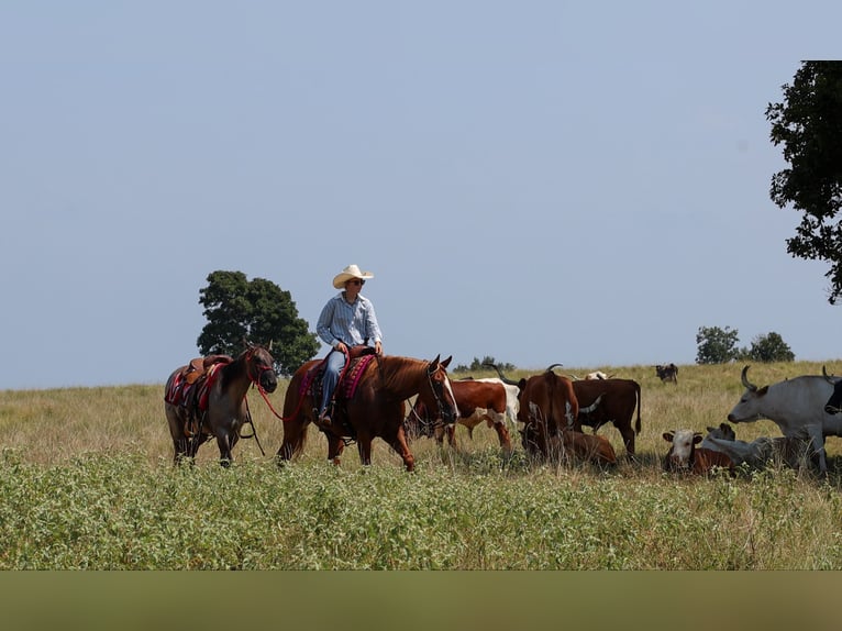 American Quarter Horse Ruin 7 Jaar Roodvos in Quitman