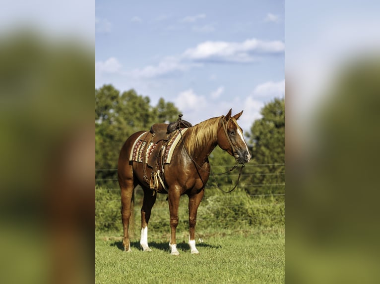 American Quarter Horse Ruin 7 Jaar Roodvos in Quitman