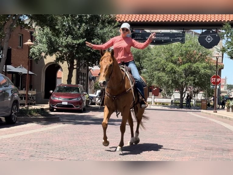 American Quarter Horse Ruin 7 Jaar Roodvos in Weatherford TX