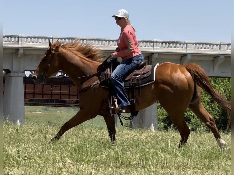 American Quarter Horse Ruin 7 Jaar Roodvos in Weatherford TX