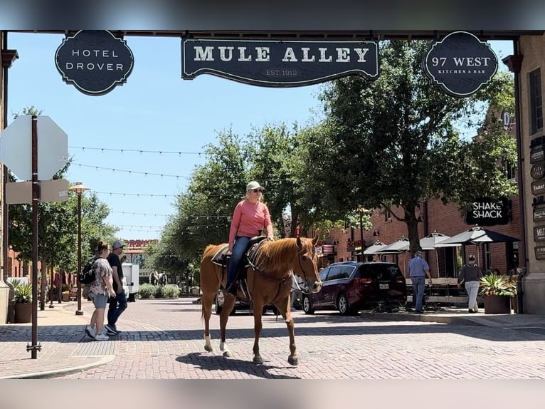 American Quarter Horse Ruin 7 Jaar Roodvos in Weatherford TX