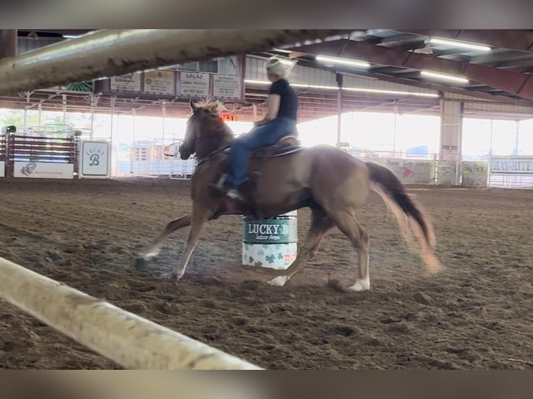 American Quarter Horse Ruin 7 Jaar Roodvos in Weatherford TX