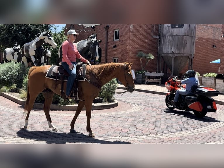 American Quarter Horse Ruin 7 Jaar Roodvos in Weatherford TX