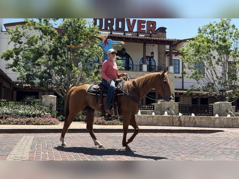 American Quarter Horse Ruin 7 Jaar Roodvos in Weatherford TX