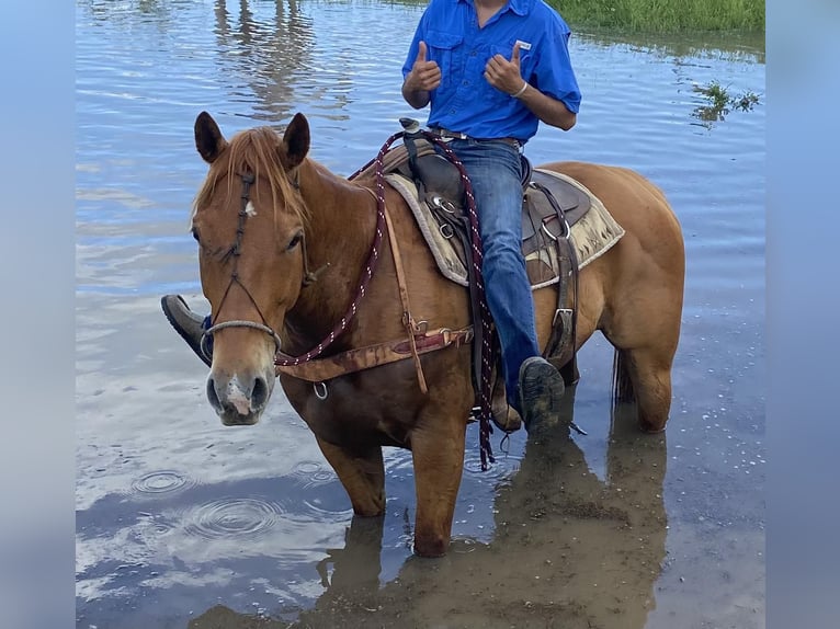 American Quarter Horse Ruin 7 Jaar Roodvos in Weatherford TX