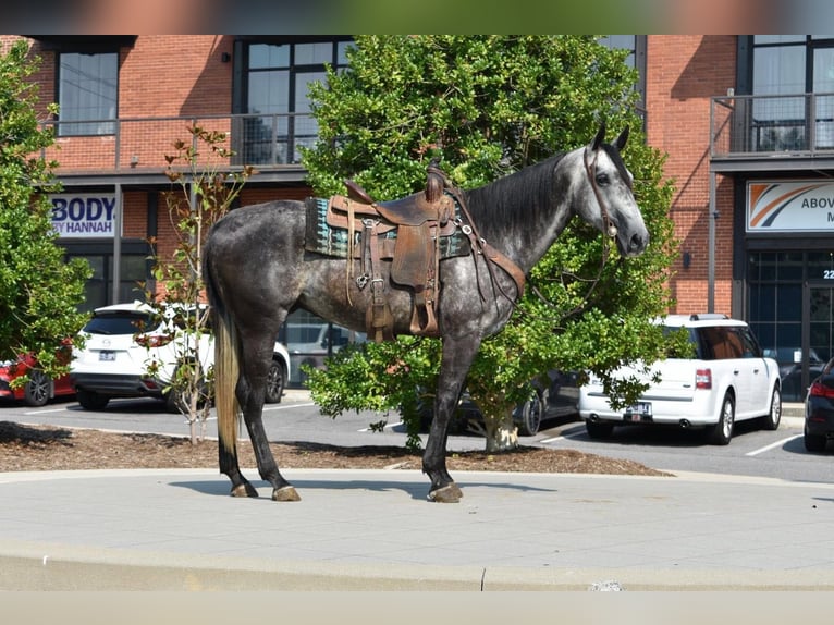 American Quarter Horse Ruin 7 Jaar Schimmel in Cleveland