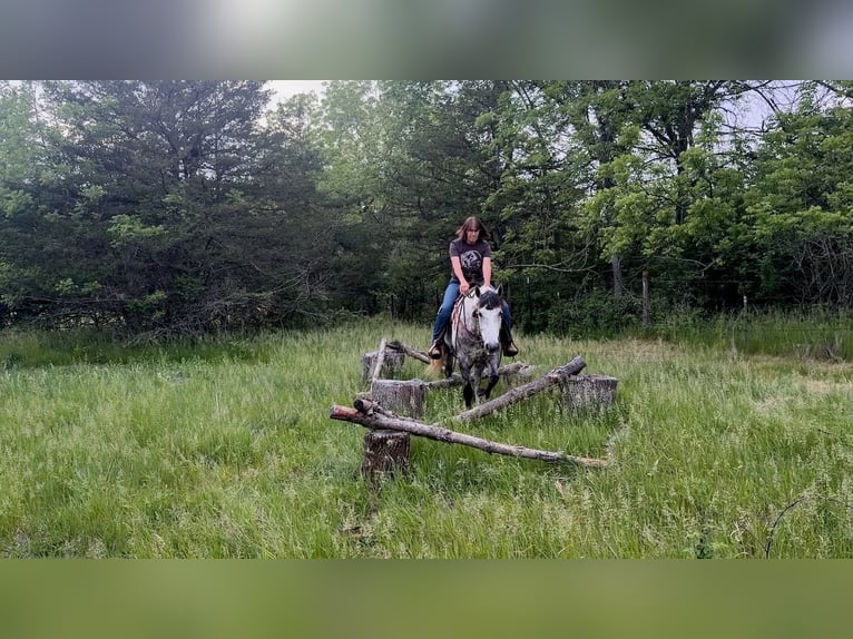 American Quarter Horse Ruin 7 Jaar Schimmel in Cannon Falls