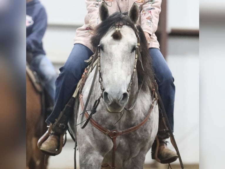 American Quarter Horse Ruin 7 Jaar Schimmel in Cannon Falls