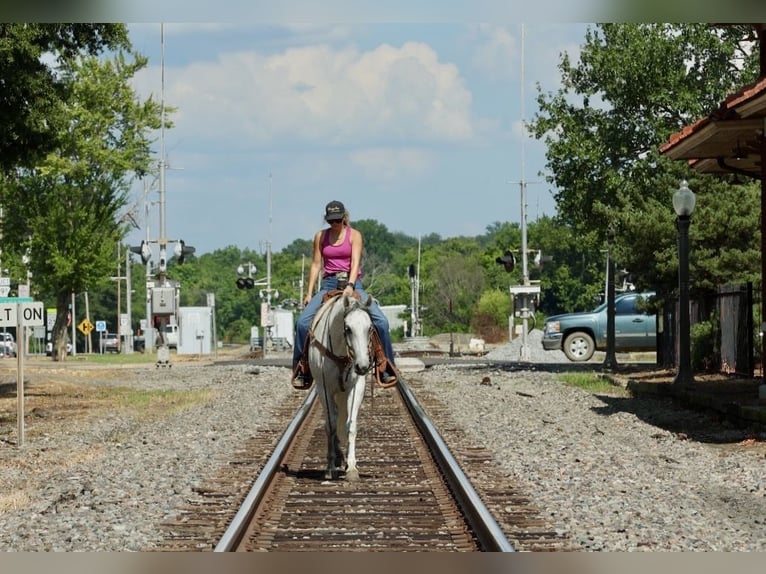 American Quarter Horse Ruin 7 Jaar Schimmel in Damascus