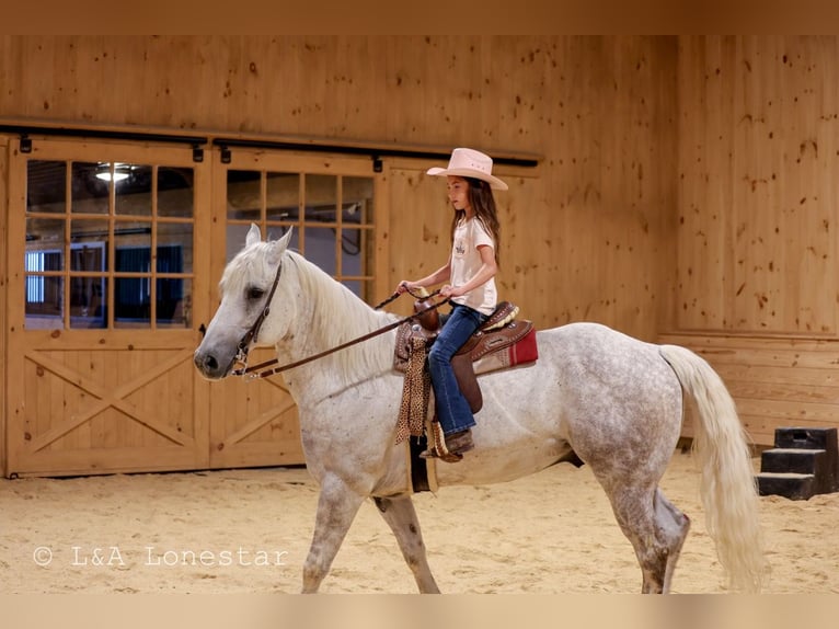 American Quarter Horse Ruin 7 Jaar Schimmel in Needmore