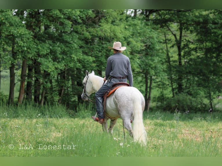 American Quarter Horse Ruin 7 Jaar Schimmel in Needmore