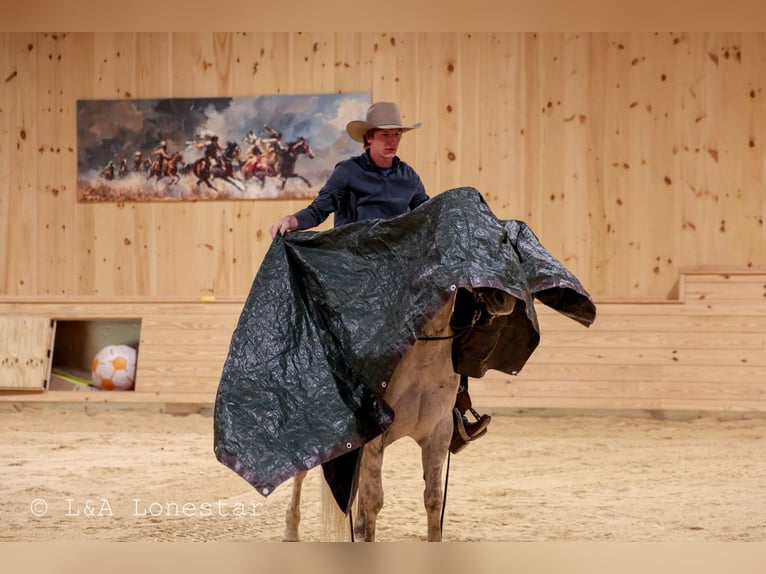 American Quarter Horse Ruin 7 Jaar Schimmel in Needmore