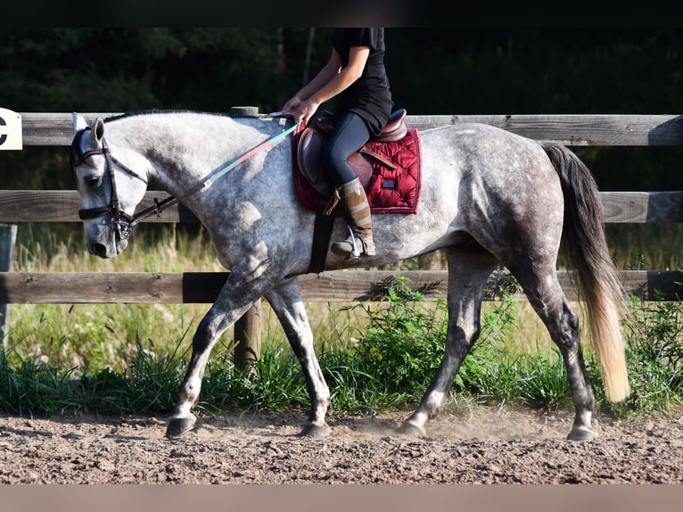 American Quarter Horse Ruin 7 Jaar Schimmel in Strasburg