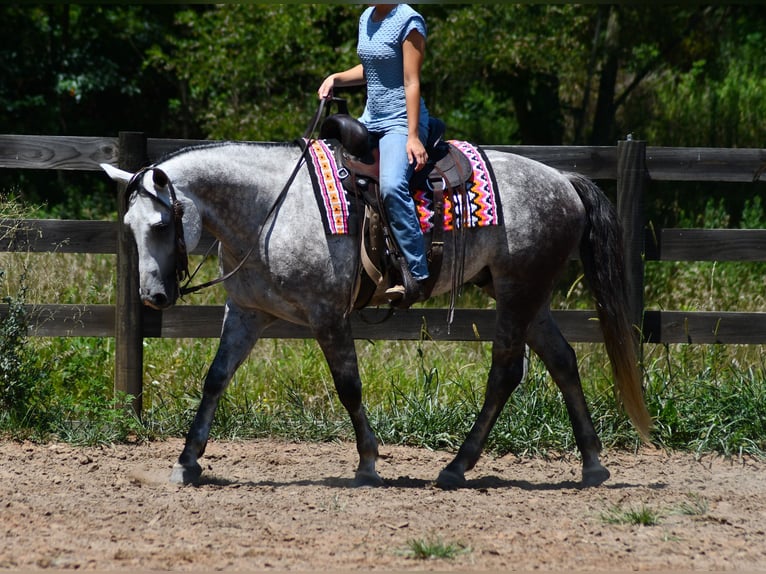 American Quarter Horse Ruin 7 Jaar Schimmel in Strasburg
