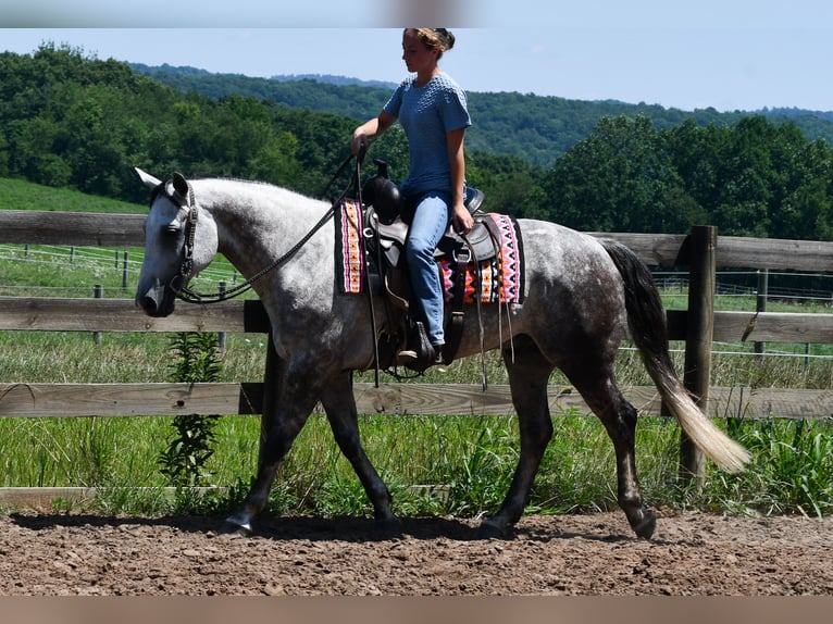 American Quarter Horse Ruin 7 Jaar Schimmel in Strasburg