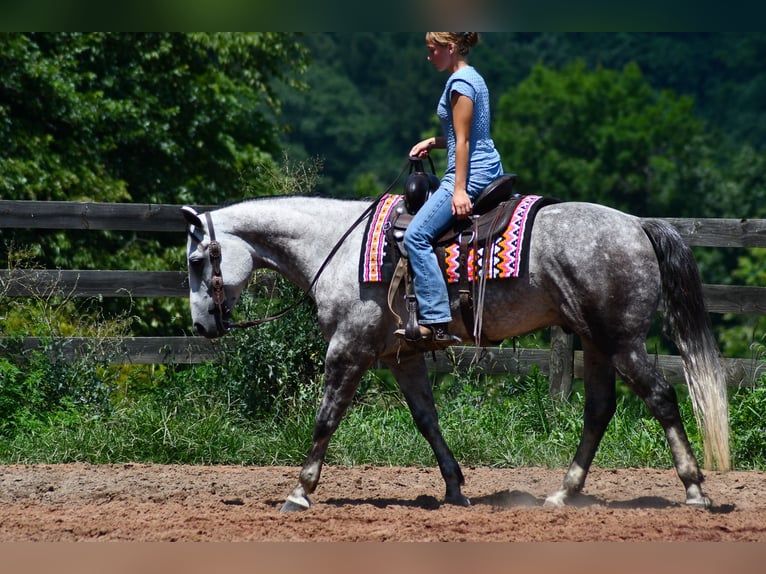 American Quarter Horse Ruin 7 Jaar Schimmel in Strasburg