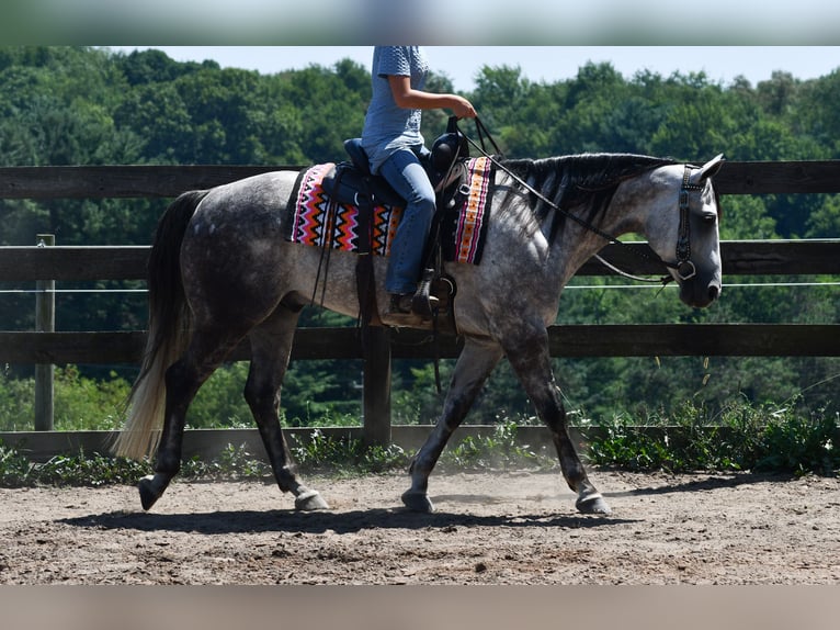 American Quarter Horse Ruin 7 Jaar Schimmel in Strasburg