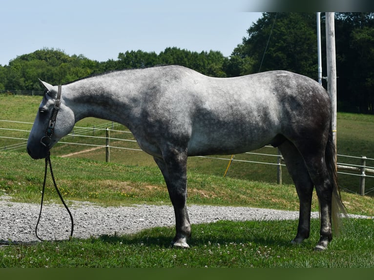 American Quarter Horse Ruin 7 Jaar Schimmel in Strasburg