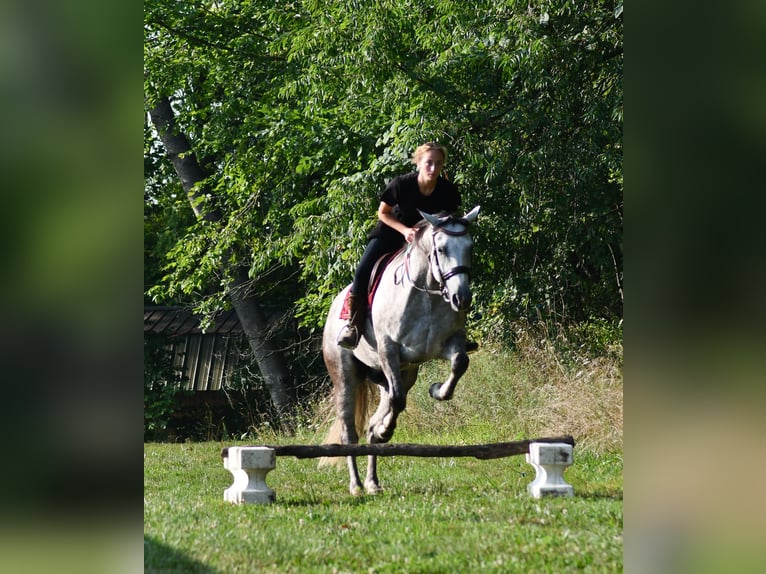 American Quarter Horse Ruin 7 Jaar Schimmel in Strasburg