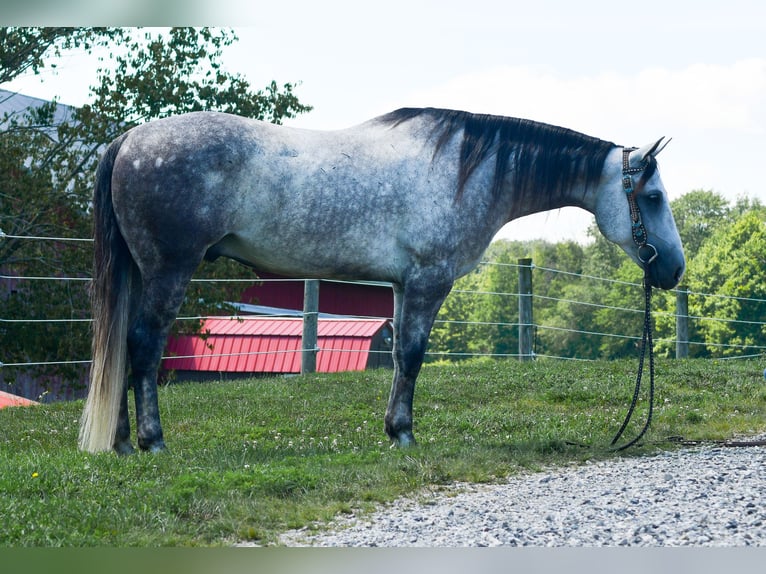 American Quarter Horse Ruin 7 Jaar Schimmel in Strasburg
