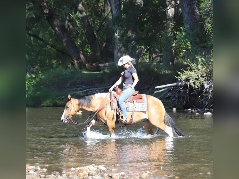 American Quarter Horse Ruin 7 Jaar Tobiano-alle-kleuren in fort Collins co