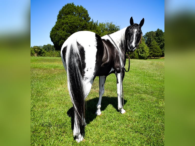 American Quarter Horse Ruin 7 Jaar Tobiano-alle-kleuren in Greenville KY