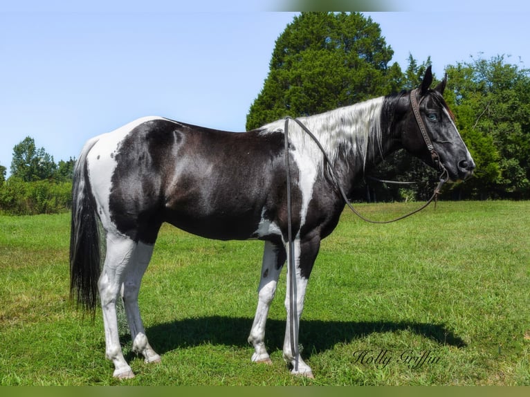 American Quarter Horse Ruin 7 Jaar Tobiano-alle-kleuren in Greenville KY