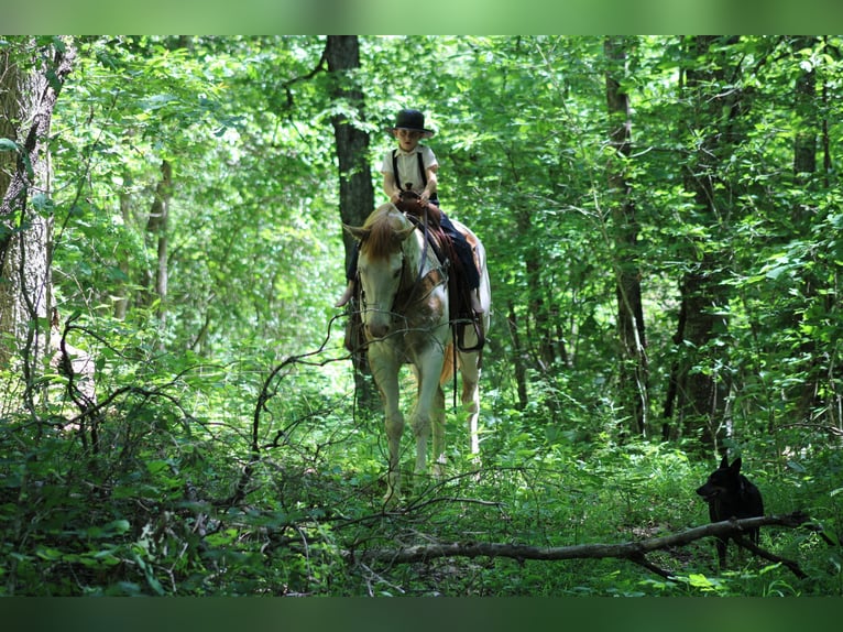 American Quarter Horse Ruin 7 Jaar in Sonora KY